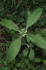 Spermacoce dasycephala