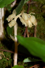 Monotropa hypopitys hypopitys