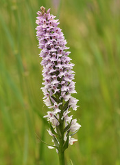 Dactylorhiza × grandis