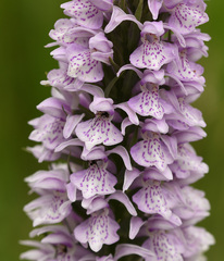 Dactylorhiza × grandis
