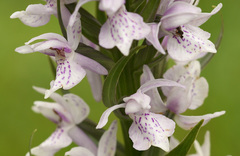 Dactylorhiza × grandis