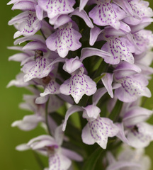 Dactylorhiza × grandis