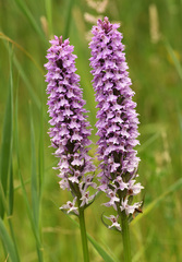 Dactylorhiza × grandis