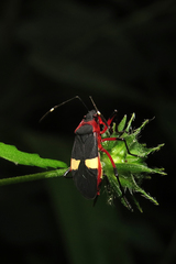 Dysdercus albofasciatus