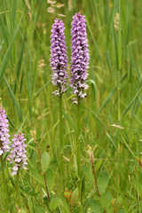 Dactylorhiza × grandis
