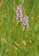 Dactylorhiza × grandis