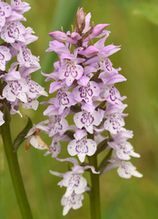 Dactylorhiza × grandis