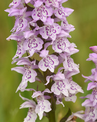 Dactylorhiza × grandis