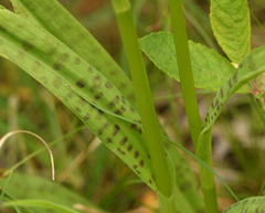 Dactylorhiza × grandis