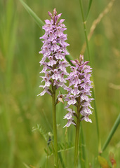 Dactylorhiza × grandis
