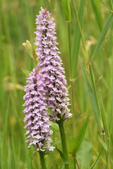 Dactylorhiza × grandis