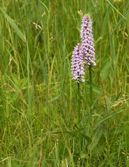 Dactylorhiza × grandis