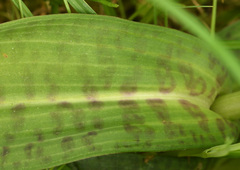 Dactylorhiza × grandis