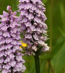 Dactylorhiza × grandis