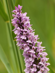 Dactylorhiza × grandis