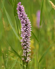 Dactylorhiza × grandis