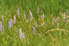 Dactylorhiza × grandis