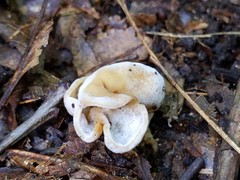 Hypomyces cervinus