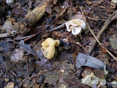 Hypomyces cervinus