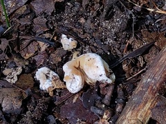 Hypomyces cervinus