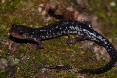 Plethodon teyahalee