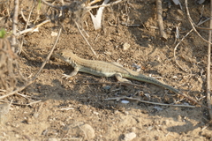 Acanthodactylus schreiberi