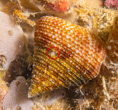 Maurea pellucida