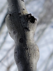 Euhexomyza schineri
