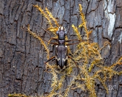 Distipsidera undulata