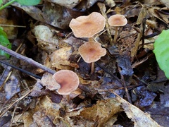 Collybiopsis subnuda