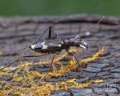 Distipsidera undulata