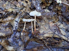 Collybiopsis subnuda