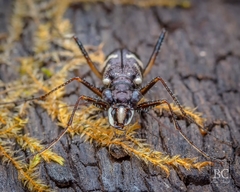 Distipsidera undulata