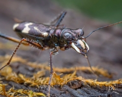 Distipsidera undulata