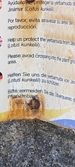 Lotus kunkelii