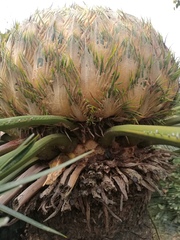 Cycas pectinata