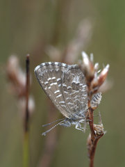 Theclinesthes serpentata