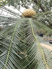 Cycas pectinata