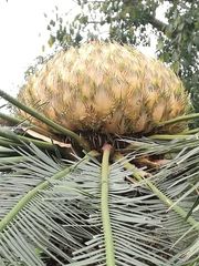 Cycas pectinata