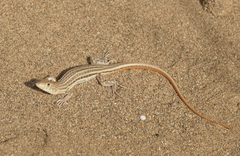 Acanthodactylus schreiberi