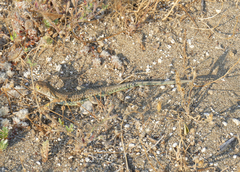 Acanthodactylus schreiberi