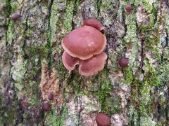 Collybiopsis dichroa