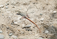 Acanthodactylus schreiberi