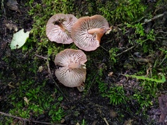 Collybiopsis dichroa