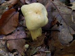 Tricholoma odorum