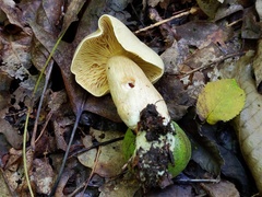 Tricholoma odorum