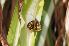 Ocybadistes walkeri