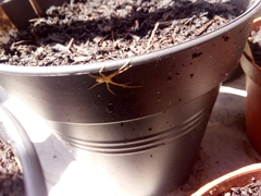 Arachnida