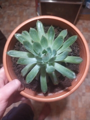 Echeveria pulidonis