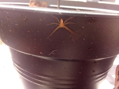 Arachnida
